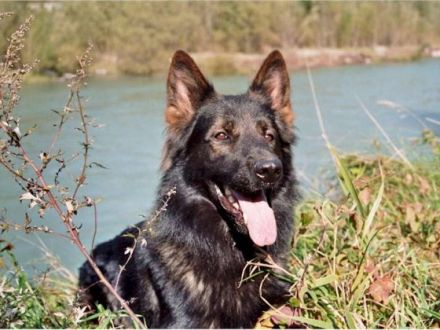 Langstockhaar- oder Altdeutscher Schäferhund?