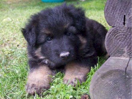 Langstockhaar- oder Altdeutscher Schäferhund?