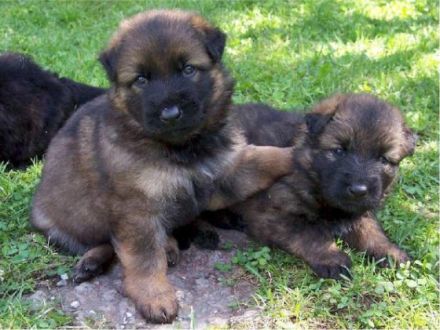 Langstockhaar- oder Altdeutscher Schäferhund?