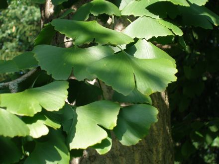 Ein Plädoyer für einen leidensfreien und schönen Lebensabend mit Hund und Katze