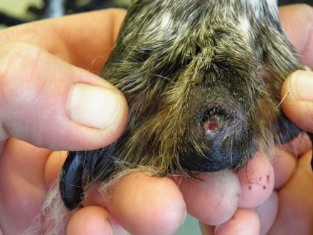 Leishmaniose beim Hund