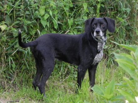 Leishmaniose beim Hund