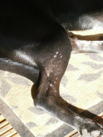 Leishmaniose beim Hund