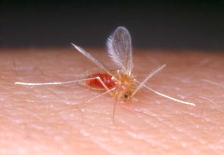 Leishmaniose beim Hund