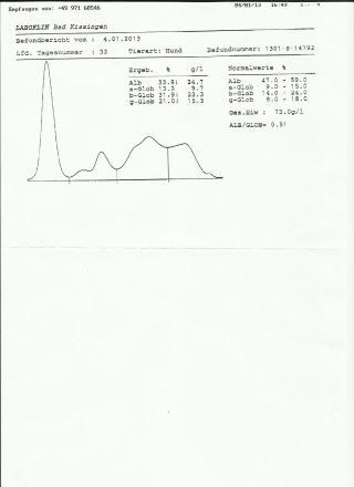 Leishmaniose beim Hund
