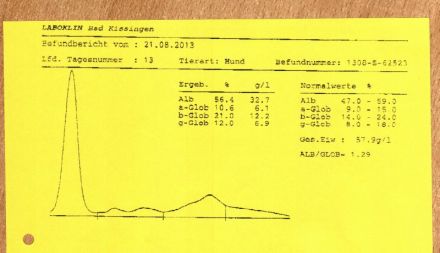 Leishmaniose beim Hund