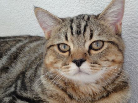 Die Macawi Cat - eine neue Schönheit aus der Schweiz