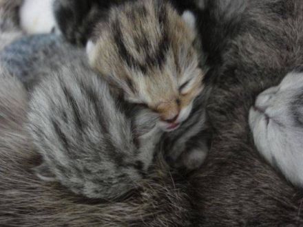 Die Macawi Cat - eine neue Schönheit aus der Schweiz