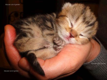 Die Macawi Cat - eine neue Schönheit aus der Schweiz