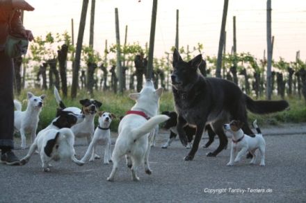 Rudel- oder Mehrhundehaltung - mehrere Hunde liegen im Trend