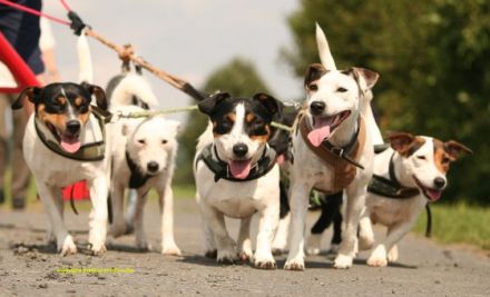 Rudel- oder Mehrhundehaltung - mehrere Hunde liegen im Trend