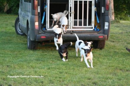 Rudel- oder Mehrhundehaltung - mehrere Hunde liegen im Trend
