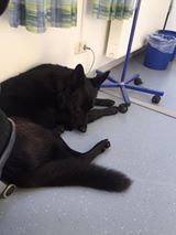 Mit dem Hund am Arbeitsplatz