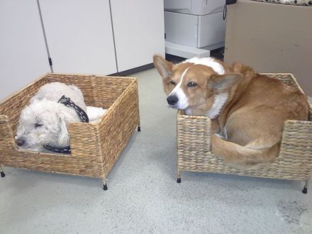 Mit dem Hund am Arbeitsplatz