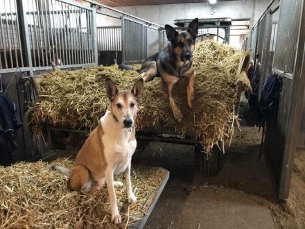 Mit dem Hund am Arbeitsplatz