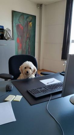 Mit dem Hund am Arbeitsplatz