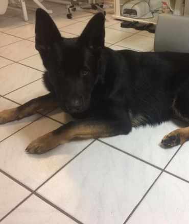 Mit dem Hund am Arbeitsplatz