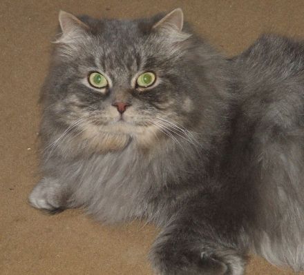 Die German Angora - eine neue Katzenrasse entsteht (Teil 1)