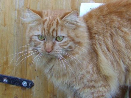 Die German Angora - eine neue Katzenrasse entsteht (Teil 2)