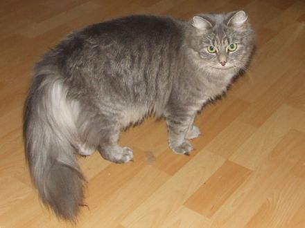 Die German Angora - eine neue Katzenrasse entsteht (Teil 2)