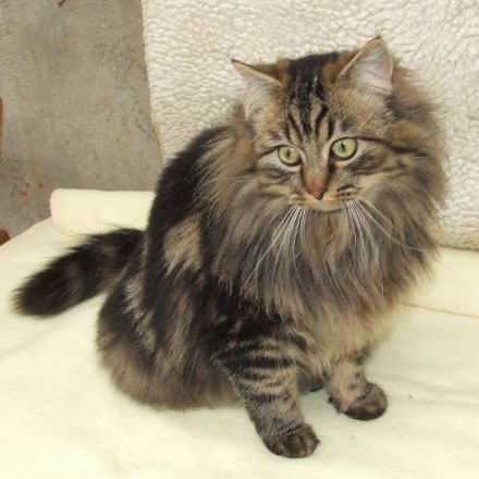 Die German Angora - eine neue Katzenrasse entsteht (Teil 2)