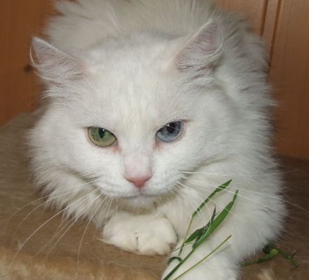 Die German Angora - eine neue Katzenrasse entsteht (Teil 1)