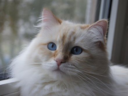 Die Neva Masquarade und ihre Schwester, die Sibirische Katze