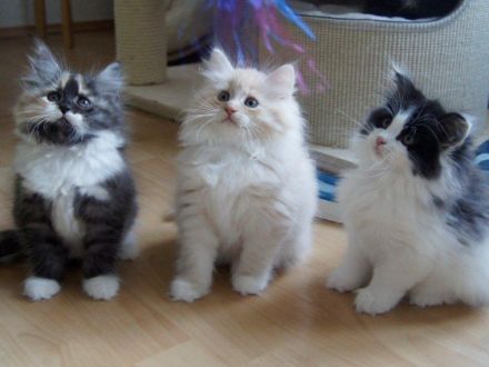 Die Neva Masquarade und ihre Schwester, die Sibirische Katze