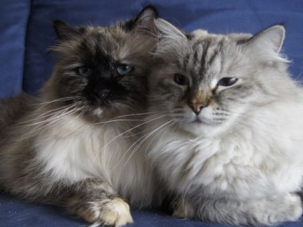 Die Neva Masquarade und ihre Schwester, die Sibirische Katze
