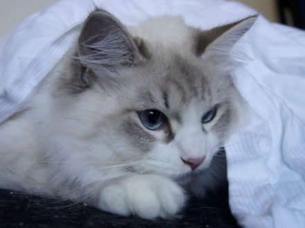 Die Neva Masquarade und ihre Schwester, die Sibirische Katze