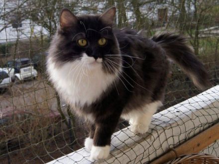 Die Neva Masquarade und ihre Schwester, die Sibirische Katze