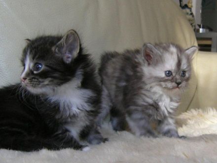 Die Neva Masquarade und ihre Schwester, die Sibirische Katze