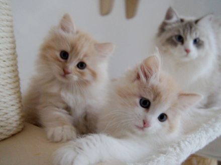 Die Neva Masquarade und ihre Schwester, die Sibirische Katze