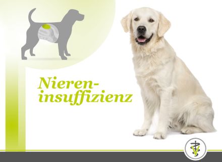 Niereninsuffizienz bei Hunden: Eine Nierendiät kann helfen