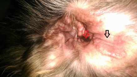 Ohrmilben beim Hund: Symptome und Behandlung