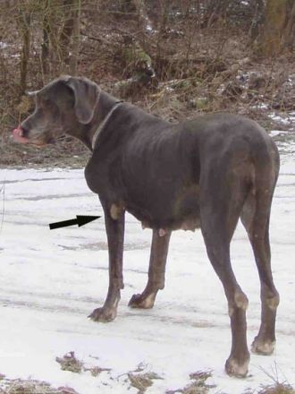 Diagnose Osteosarkom beim Hund: Bösartiger Tumor im Knochen