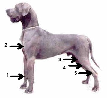 Diagnose Osteosarkom beim Hund: Bösartiger Tumor im Knochen