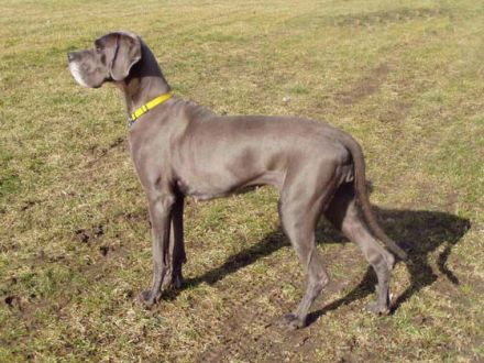 Diagnose Osteosarkom beim Hund: Bösartiger Tumor im Knochen