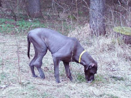 Diagnose Osteosarkom beim Hund: Bösartiger Tumor im Knochen