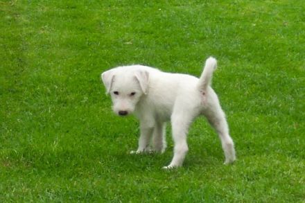 Der Parson Russell Terrier