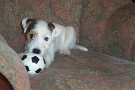 Der Parson Russell Terrier