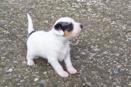 Der Parson Russell Terrier