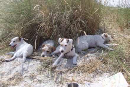 Der Parson Russell Terrier