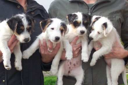 Der Parson Russell Terrier