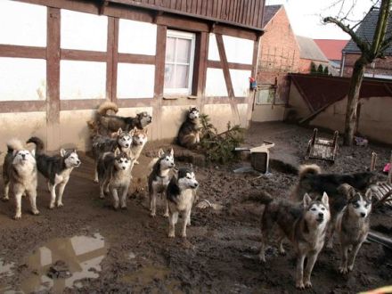 Polarhunde: Eine "blauäugige" Anschaffung?