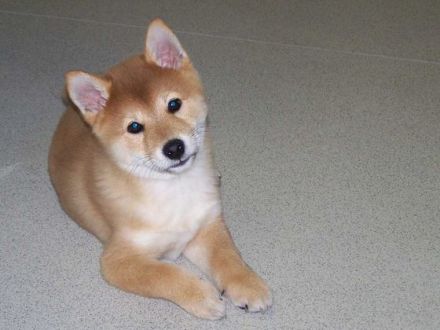 Polarhunde: Eine "blauäugige" Anschaffung?