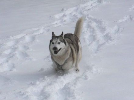 Polarhunde: Eine "blauäugige" Anschaffung?