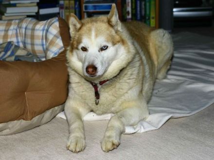 Polarhunde: Eine "blauäugige" Anschaffung?