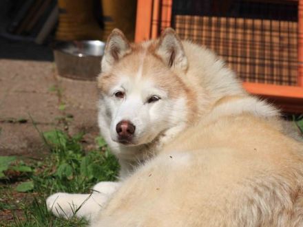 Polarhunde: Eine "blauäugige" Anschaffung?