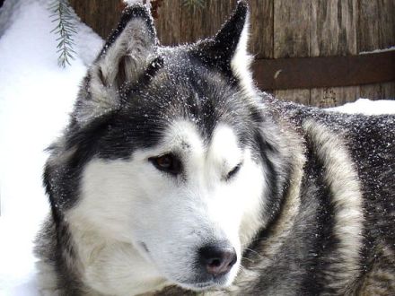 Polarhunde: Eine "blauäugige" Anschaffung?